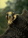 View of Peregrine Falcon